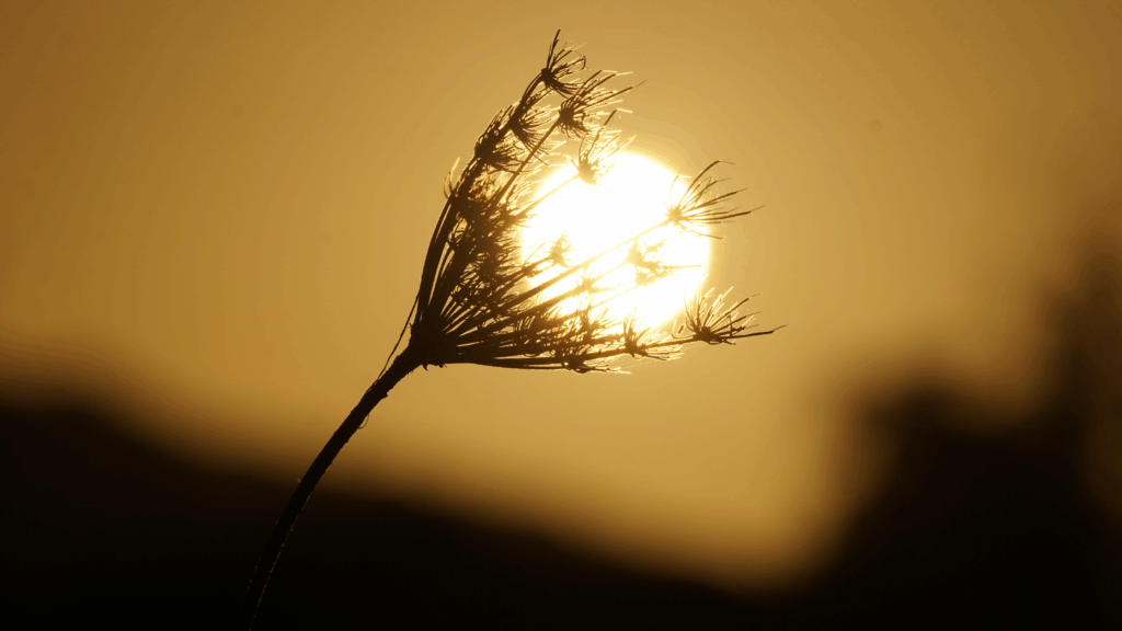 Image of a plant in shadow with a setting sun behind it to denote the future/tomorrow